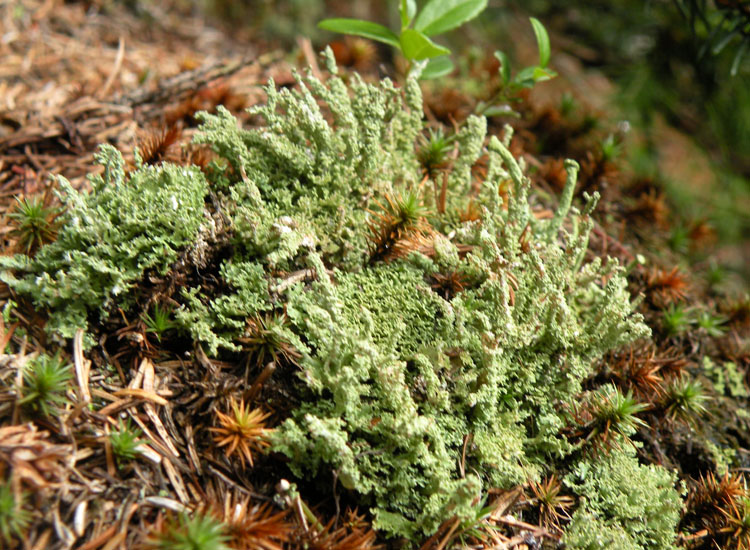 Cladonia squamosa?